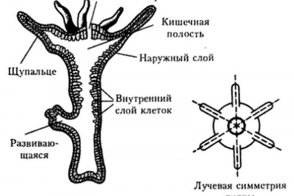 Кракен актуальные